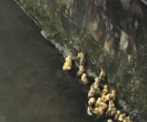 谁来救救这些可怜被抛弃的鸭子，在东湖市场阳光谷右掉点