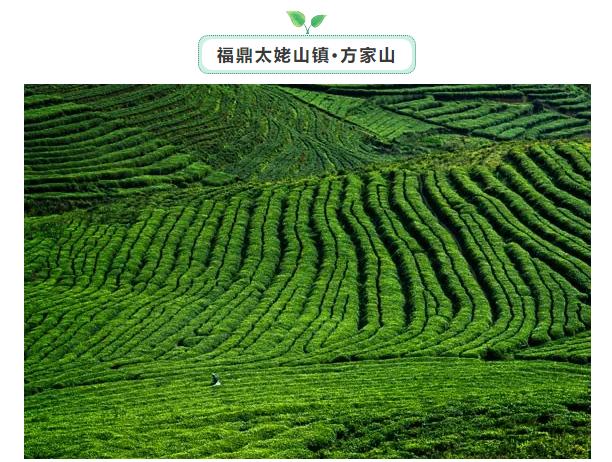 宁德这几处茶旅休闲理想地，你最喜欢哪一方的山水?-13.jpg