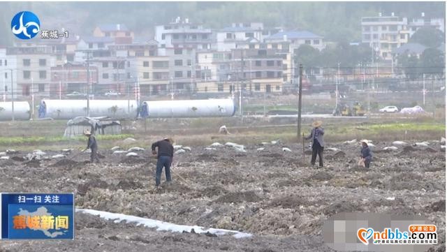 雨水至春耕忙！蕉城各地抓机遇，全力保障农业生产有序进行-9.jpg