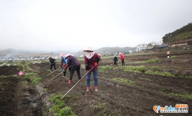 蕉城蔬菜种植基地春耕“动”起来，守护百姓“菜篮子”-1.jpg