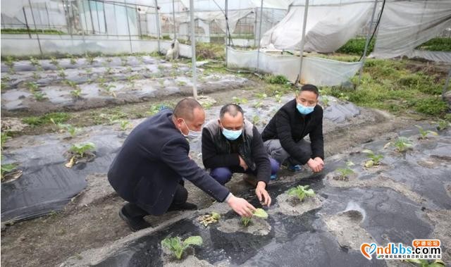 蕉城蔬菜种植基地春耕“动”起来，守护百姓“菜篮子”-8.jpg