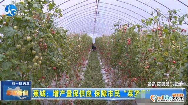 质不减，量反增！保障市民“菜篮子”蕉城区这么做-8.jpg