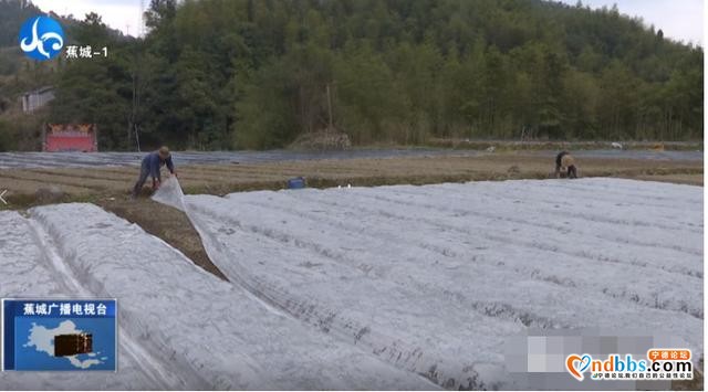 质不减，量反增！保障市民“菜篮子”蕉城区这么做-3.jpg