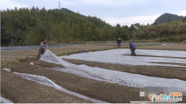 林下生金！七都这个农业合作社开创贫困户脱贫增收新路子-10.jpg