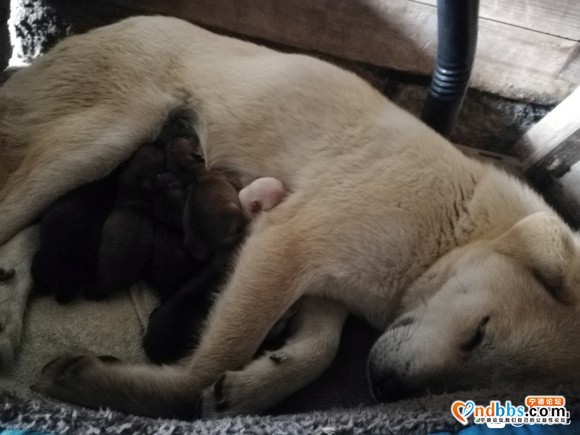 家里的狗狗(田园犬)刚生了宝宝，想问问有没有人想收养的-3.jpg