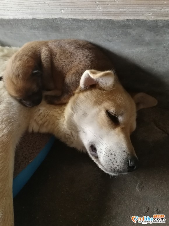 家里的狗狗(田园犬)刚生了宝宝，想问问有没有人想收养的-8.jpg