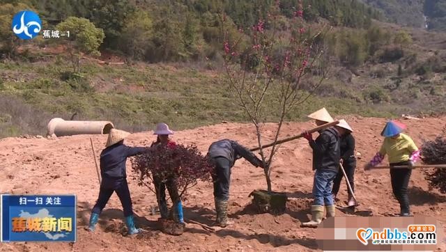 蕉城种植万棵桃树，打造霍童溪版“桃花源”-4.jpg