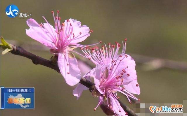 蕉城种植万棵桃树，打造霍童溪版“桃花源”-9.jpg