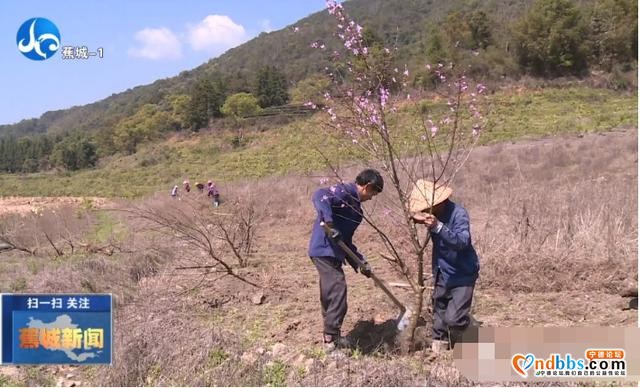 蕉城种植万棵桃树，打造霍童溪版“桃花源”-7.jpg