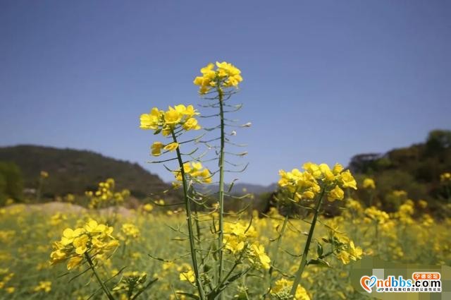 踏青赏花正当时，带你去看霍童的“花花世界”-2.jpg