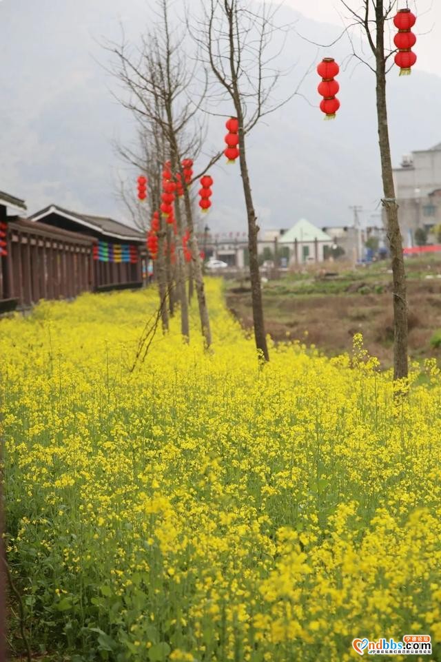 菜花黄、桃花香，三月洋中不负春光-3.jpg