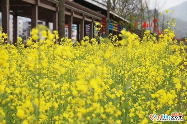 宁德之旅 | 三月的洋中古镇：一起去看桃花林与油菜花田-4.jpg