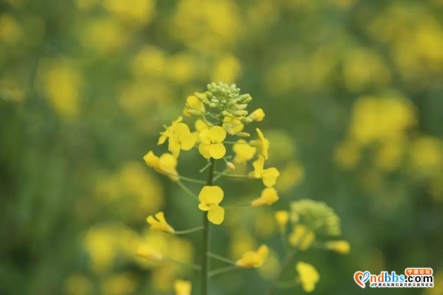 宁德之旅 | 三月的洋中古镇：一起去看桃花林与油菜花田-17.jpg