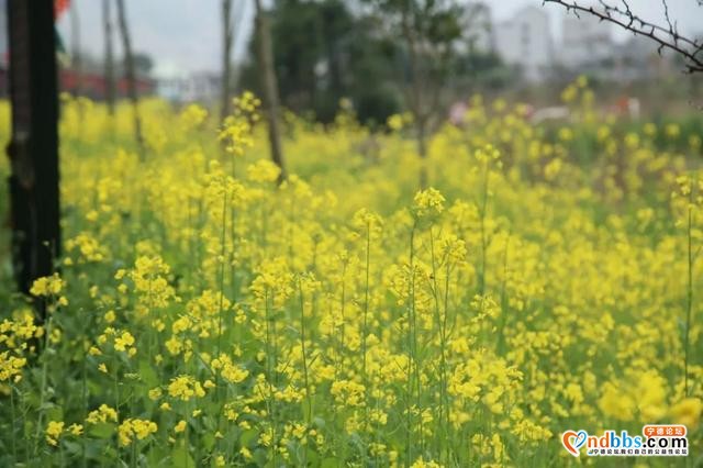 宁德之旅 | 三月的洋中古镇：一起去看桃花林与油菜花田-16.jpg