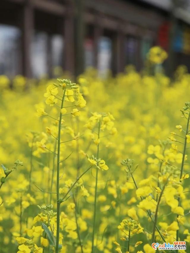 宁德之旅 | 三月的洋中古镇：一起去看桃花林与油菜花田-21.jpg