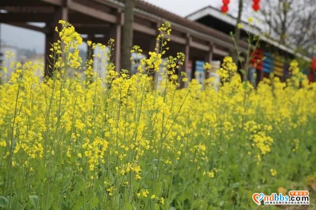 宁德之旅 | 三月的洋中古镇：一起去看桃花林与油菜花田-20.jpg