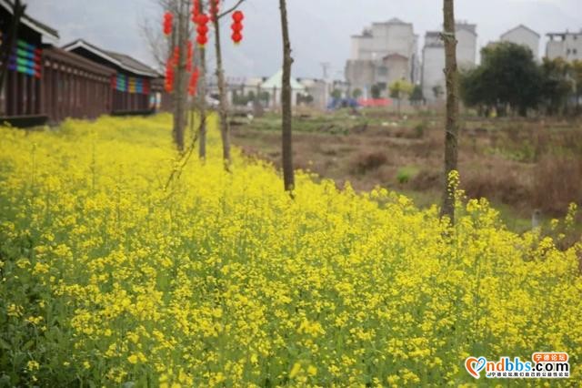 宁德之旅 | 三月的洋中古镇：一起去看桃花林与油菜花田-24.jpg