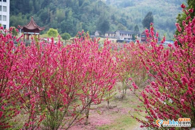 宁德之旅 | 三月的洋中古镇：一起去看桃花林与油菜花田-29.jpg