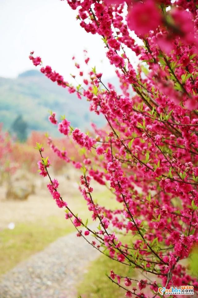 宁德之旅 | 三月的洋中古镇：一起去看桃花林与油菜花田-36.jpg