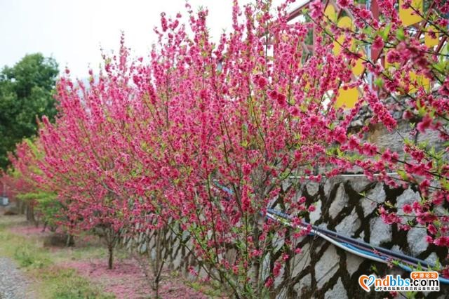 宁德之旅 | 三月的洋中古镇：一起去看桃花林与油菜花田-35.jpg