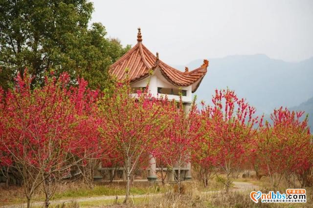 宁德之旅 | 三月的洋中古镇：一起去看桃花林与油菜花田-33.jpg