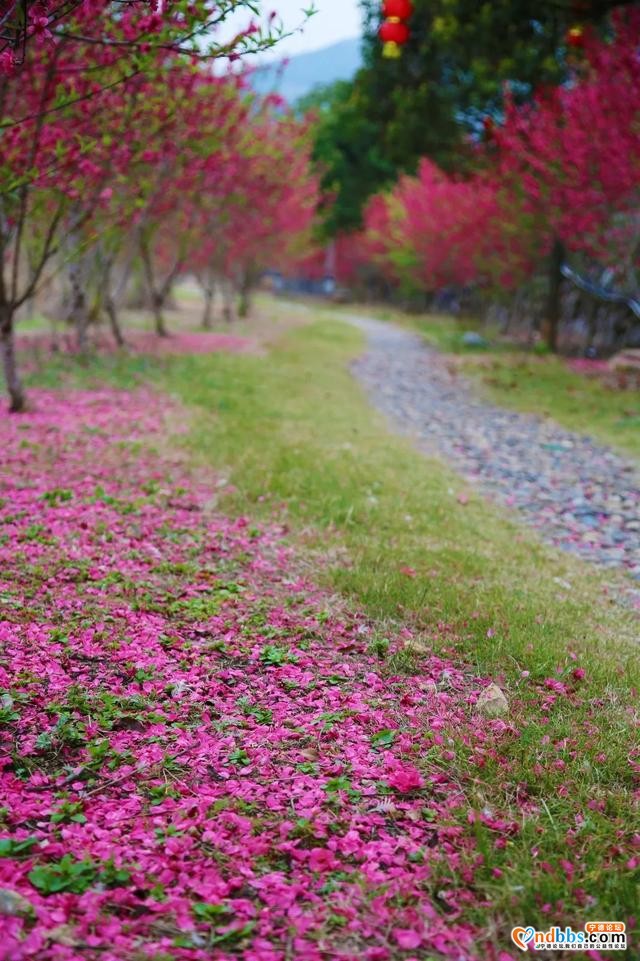 宁德之旅 | 三月的洋中古镇：一起去看桃花林与油菜花田-41.jpg