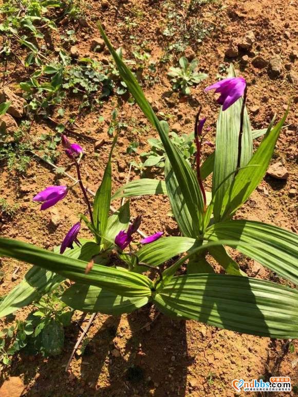 中药材种植--白芨，黄精，重楼种植-1.jpg