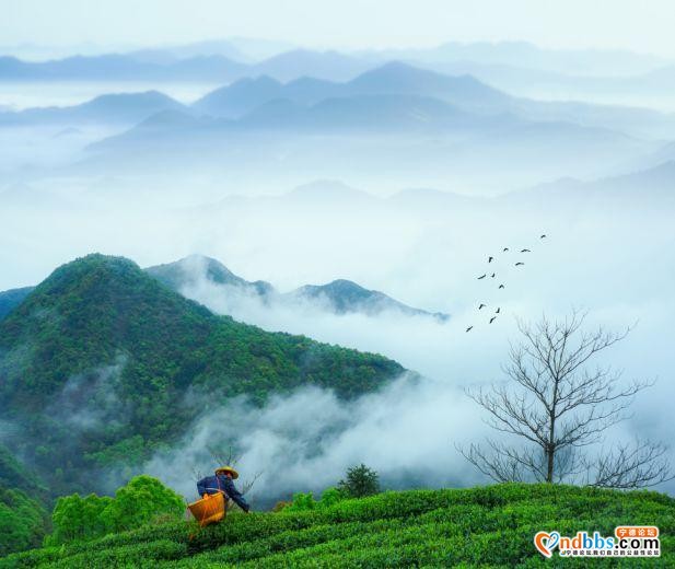 宁德两条茶旅线路上榜全国茶乡旅游精品线路，来看看-6.jpg