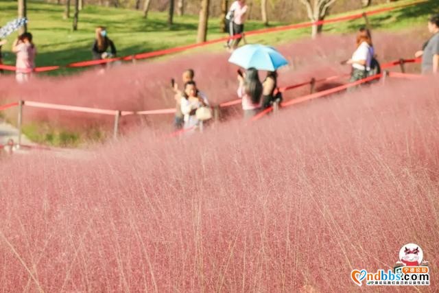 宁德市区、周边的粉黛花海已上线！粉色秋天，仙气十足，错过等一年（二）-2.jpg