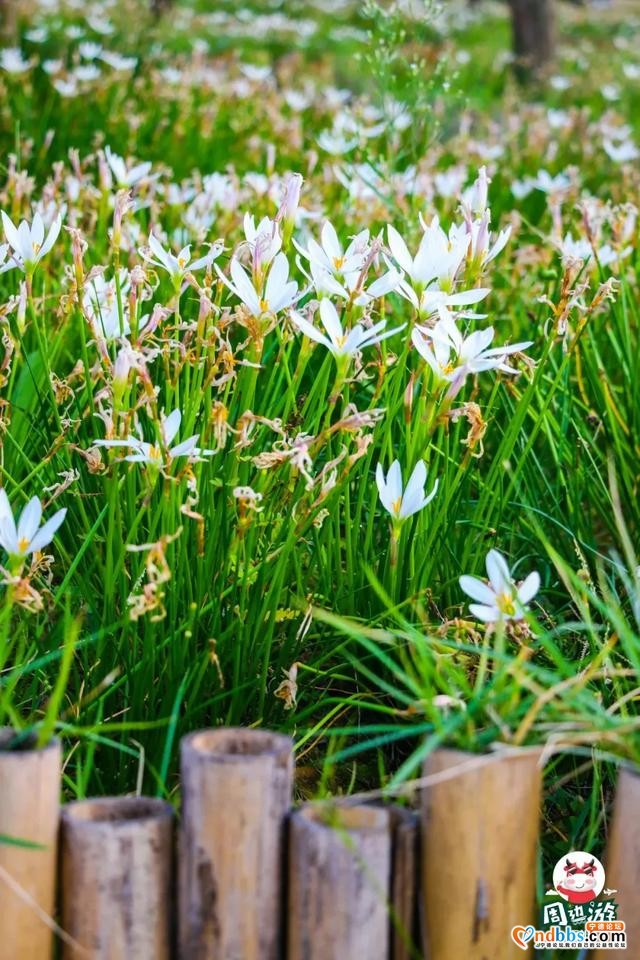 宁德市区、周边的粉黛花海已上线！粉色秋天，仙气十足，错过等一年（二）-12.jpg