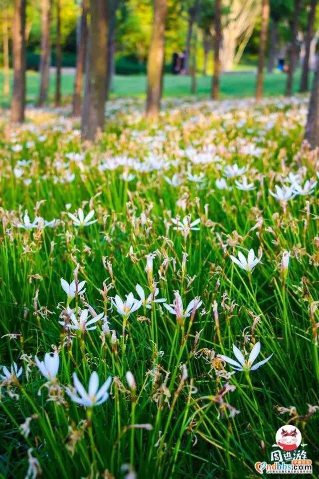 宁德市区、周边的粉黛花海已上线！粉色秋天，仙气十足，错过等一年（二）-13.jpg