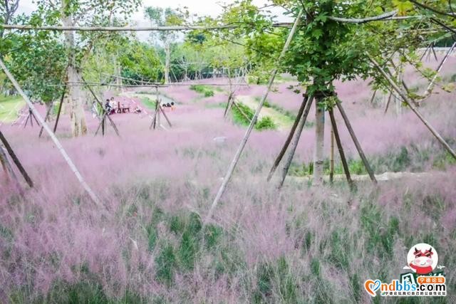 宁德市区、周边的粉黛花海已上线！粉色秋天，仙气十足，错过等一年（二）-21.jpg