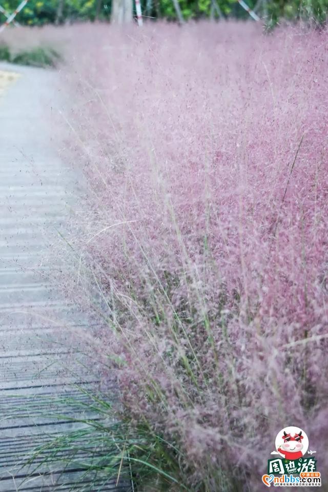 宁德市区、周边的粉黛花海已上线！粉色秋天，仙气十足，错过等一年（二）-27.jpg