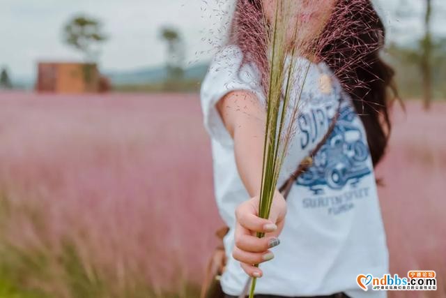 宁德市区、周边的粉黛花海已上线！粉色秋天，仙气十足，错过等一年（二）-33.jpg