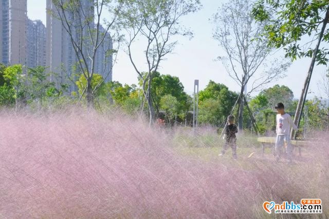 宁德市区、周边的粉黛花海已上线！粉色秋天，仙气十足，错过等一年（一）-7.jpg