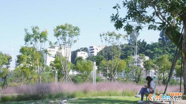 宁德市区、周边的粉黛花海已上线！粉色秋天，仙气十足，错过等一年（一）-8.jpg