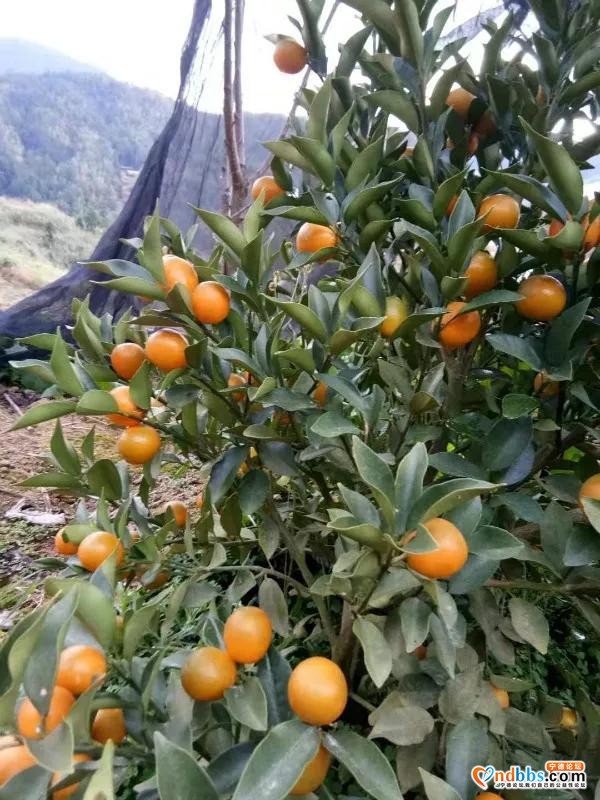 就在宁德！2000亩休闲农场，彩虹滑草场、山地卡丁车、高空滑索 吃喝玩乐一条龙！（二）-7.jpg