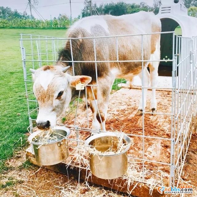 周末游 | 宁德边边上的“澳洲”牧场！疯狂滑草、饲养奶牛，还能睡进童话里！（三）-12.jpg