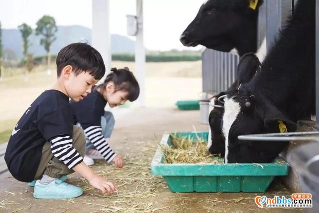 周末游 | 宁德边边上的“澳洲”牧场！疯狂滑草、饲养奶牛，还能睡进童话里！（四）-14.jpg