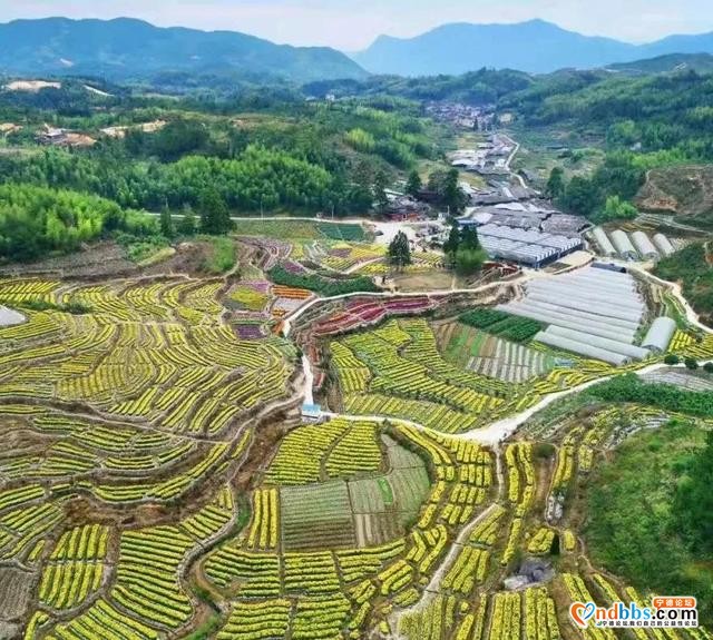 秋菊遍地开宁德也能看花海！千年古村万亩秋田、吃喝玩乐统统都有-6.jpg