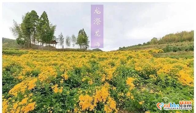 秋菊遍地开宁德也能看花海！千年古村万亩秋田、吃喝玩乐统统都有-12.jpg