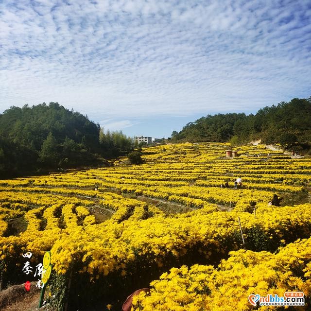 秋菊遍地开宁德也能看花海！千年古村万亩秋田、吃喝玩乐统统都有-19.jpg