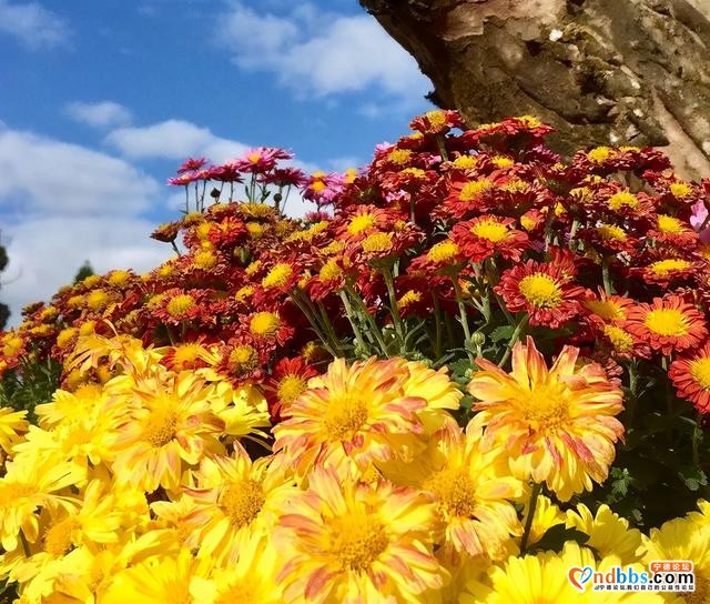 秋菊遍地开宁德也能看花海！千年古村万亩秋田、吃喝玩乐统统都有-21.jpg