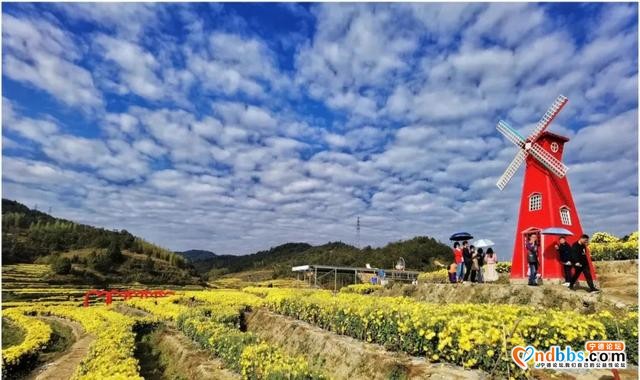 秋菊遍地开宁德也能看花海！千年古村万亩秋田、吃喝玩乐统统都有-26.jpg