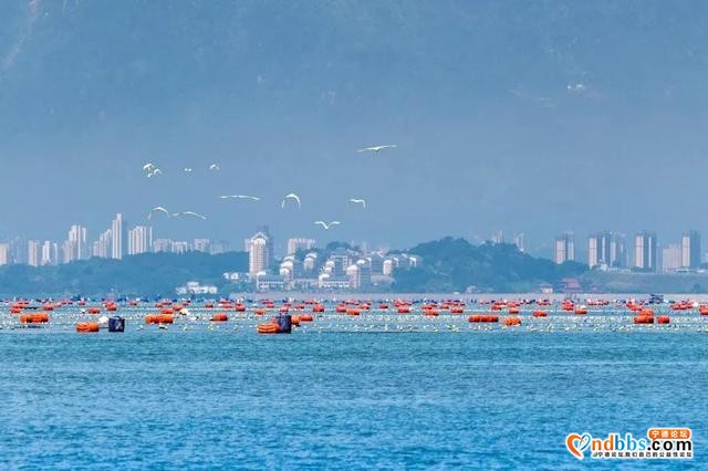 3万人次客流量！宁德市内最火的“海上田园”打卡点，你去了吗？-2.jpg