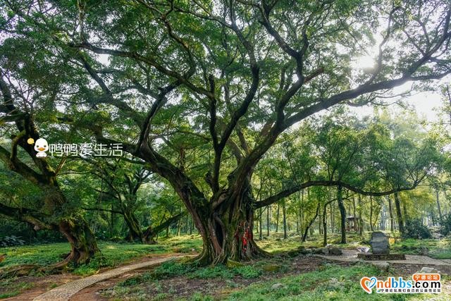 宁德霞浦“最经典”画面，老汉牵牛原来是摆拍，老榕树跟朱熹有关-3.jpg