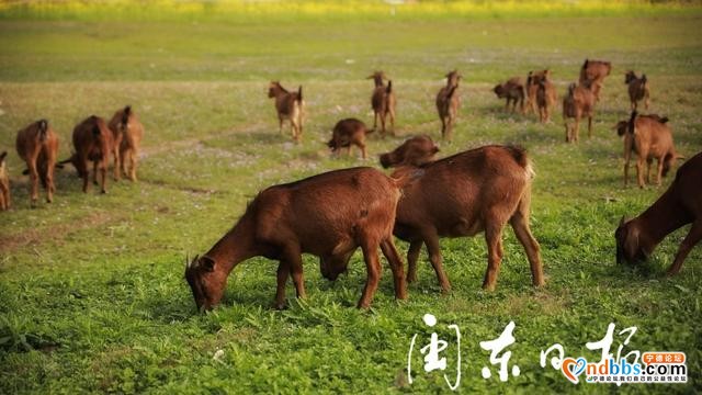 云游宁德｜草原风光、牛羊成群……古田这个村庄也有-8.jpg