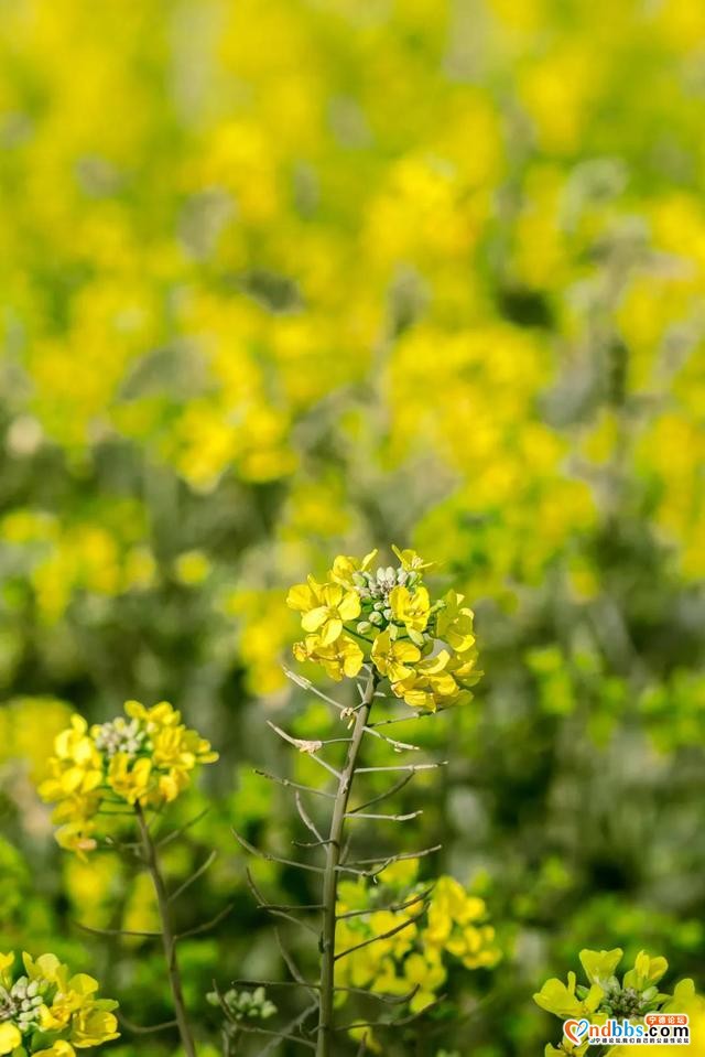 宁德人就今天！带上你的“李焕英”打卡千亩油菜花海-5.jpg