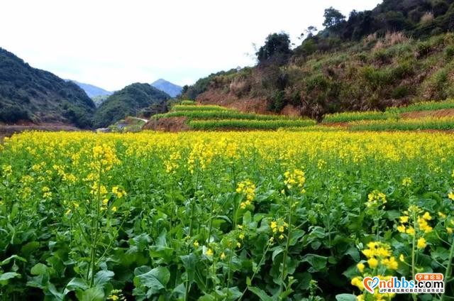 宁德人就今天！带上你的“李焕英”打卡千亩油菜花海-19.jpg