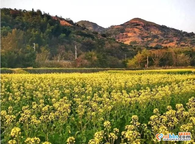 宁德人就今天！带上你的“李焕英”打卡千亩油菜花海-22.jpg